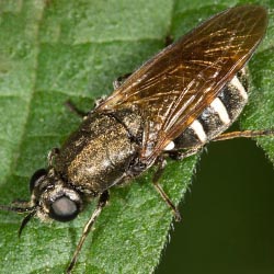 Lasiopa villosa